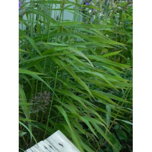 szarobródek syberyjski (Spodiopogon sibiricus) - Świat bylin - sklep internetowy