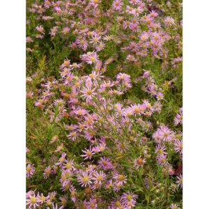 aster owłosiony (Aster pringlei) Pink Star- Świat bylin - sklep internetowy