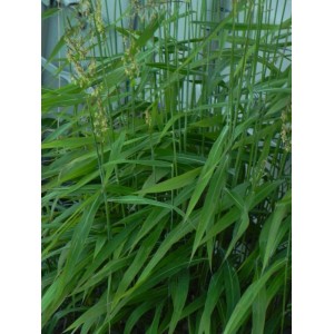 szarobródek syberyjski (Spodiopogon sibiricus) - Świat bylin - sklep internetowy