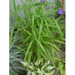 szarobródek syberyjski (Spodiopogon sibiricus) - Świat bylin - sklep internetowy