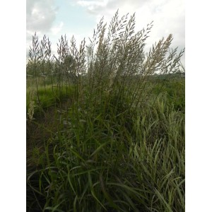 szarobródek syberyjski (Spodiopogon sibiricus) - Świat bylin - sklep internetowy