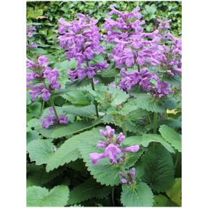 czyściec wielkokwiatowy (Stachys grandiflorum) - Świat bylin - sklep internetowy