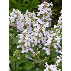 czyściec wielkokwiatowy (Stachys grandiflorum) Morning Blush- Świat bylin - sklep internetowy