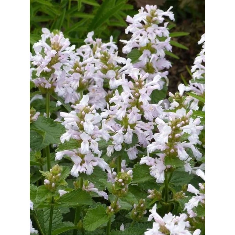 czyściec wielkokwiatowy (Stachys grandiflorum) Morning Blush- Świat bylin - sklep internetowy