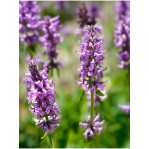 czyściec lekarski/bukwica lekarska (Stachys officinalis) - Świat bylin - sklep internetowy