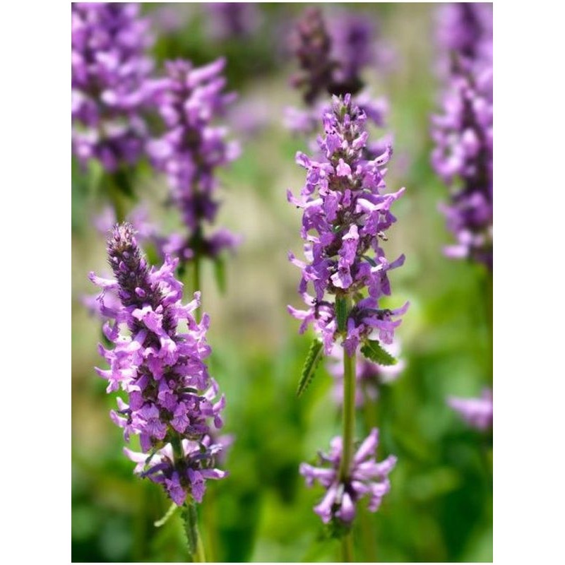 czyściec lekarski/bukwica lekarska (Stachys officinalis) - Świat bylin - sklep internetowy
