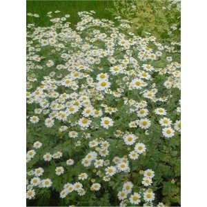 wrotycz wielołodygowy (Tanacetum niveum) Jackpot- Świat bylin - sklep internetowy