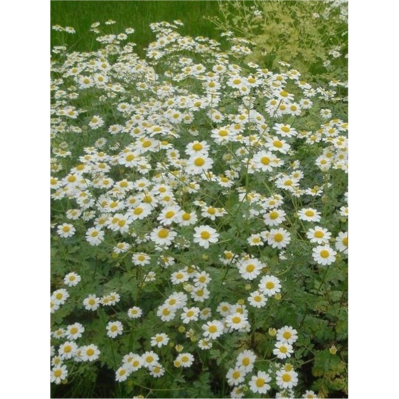 wrotycz wielołodygowy (Tanacetum niveum) Jackpot- Świat bylin - sklep internetowy