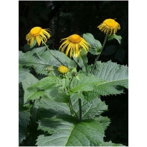 smotrawa okazała (Telekia speciosa) - Świat bylin - sklep internetowy