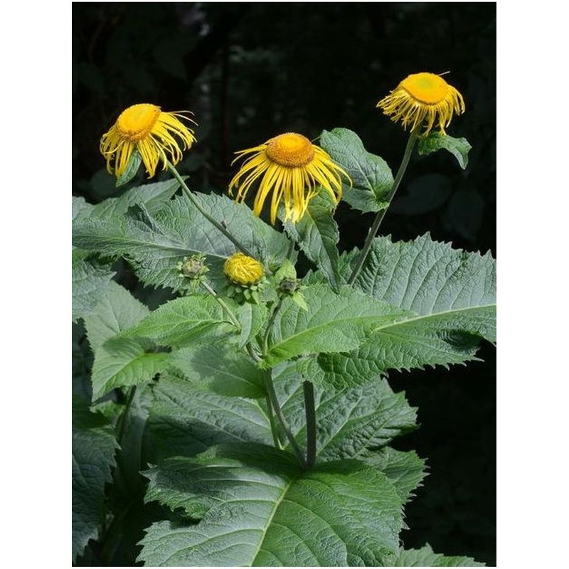 smotrawa okazała (Telekia speciosa) - Świat bylin - sklep internetowy