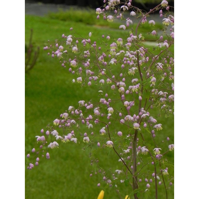 rutewka Delavaya (Thalictrum delavayi) - Świat bylin - sklep internetowy