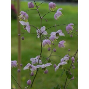 rutewka Delavaya (Thalictrum delavayi) - Świat bylin - sklep internetowy
