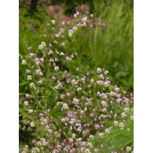 rutewka Delavaya (Thalictrum delavayi) - Świat bylin - sklep internetowy