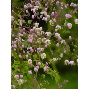 rutewka Delavaya (Thalictrum delavayi) - Świat bylin - sklep internetowy