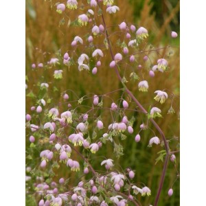 rutewka Delavaya (Thalictrum delavayi) - Świat bylin - sklep internetowy
