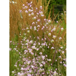 rutewka Delavaya (Thalictrum delavayi) - Świat bylin - sklep internetowy