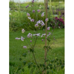 rutewka Delavaya (Thalictrum delavayi) - Świat bylin - sklep internetowy