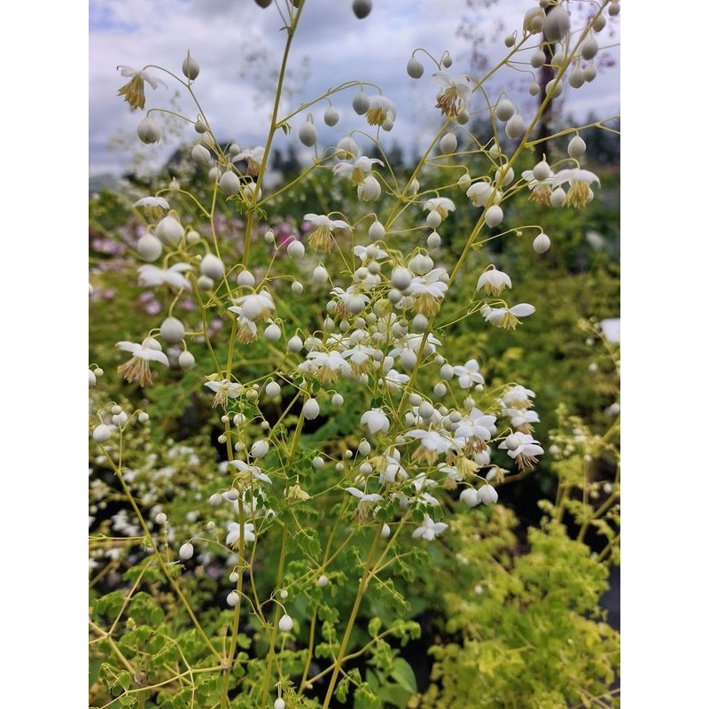 rutewka Delavaya (Thalictrum delavayi) Album- Świat bylin - sklep internetowy