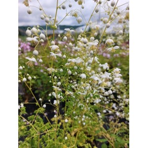 rutewka Delavaya (Thalictrum delavayi) Album- Świat bylin - sklep internetowy