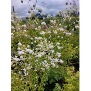 rutewka Delavaya (Thalictrum delavayi) Album- Świat bylin - sklep internetowy