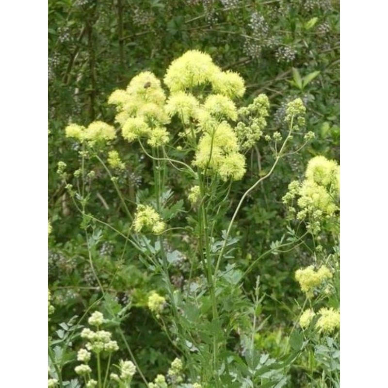 rutewka żółta (Thalictrum flavum) ssp. glaucum- Świat bylin - sklep internetowy