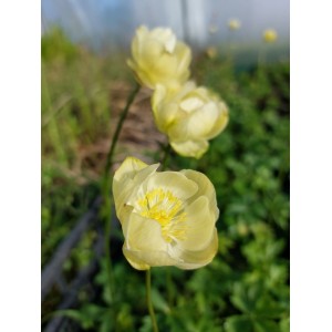 pełnik ogrodowy (Trollius x cultorum) New Moon- Świat bylin - sklep internetowy