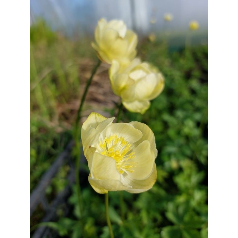 pełnik ogrodowy (Trollius x cultorum) New Moon- Świat bylin - sklep internetowy