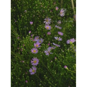 aster owłosiony (Aster pringlei) Pink Star- Świat bylin - sklep internetowy