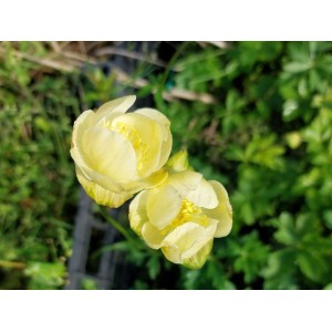 pełnik ogrodowy (Trollius x cultorum) New Moon- Świat bylin - sklep internetowy