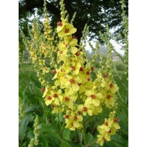 dziewanna austriacka (Verbascum chaixii) Sixteen Candles- Świat bylin - sklep internetowy