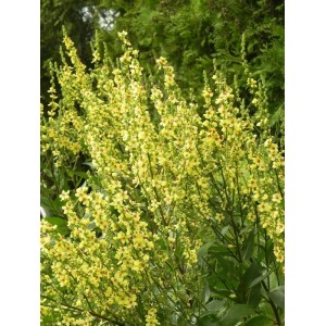 dziewanna austriacka (Verbascum chaixii) Sixteen Candles- Świat bylin - sklep internetowy