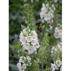 dziewanna fioletowa (Verbascum phoeniceum) White Bride- Świat bylin - sklep internetowy
