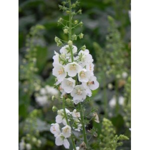 dziewanna fioletowa (Verbascum phoeniceum) White Bride- Świat bylin - sklep internetowy