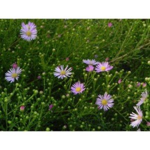 aster owłosiony (Aster pringlei) Pink Star- Świat bylin - sklep internetowy
