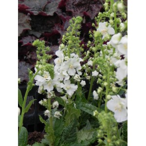 dziewanna fioletowa (Verbascum phoeniceum) White Bride- Świat bylin - sklep internetowy