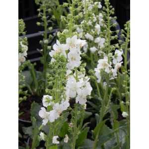 dziewanna fioletowa (Verbascum phoeniceum) White Bride- Świat bylin - sklep internetowy