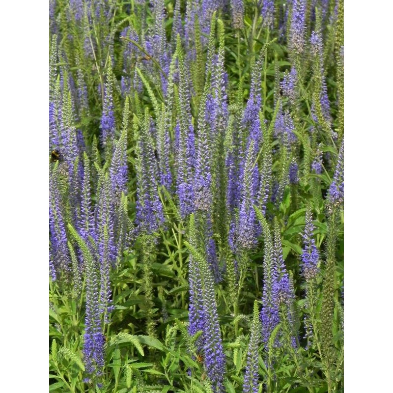 przetacznik długolistny (Veronica longifolia) - Świat bylin - sklep internetowy