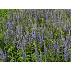 przetacznik długolistny (Veronica longifolia) - Świat bylin - sklep internetowy