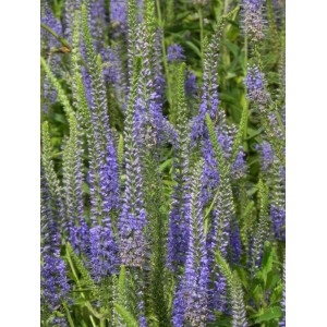 przetacznik długolistny (Veronica longifolia) - Świat bylin - sklep internetowy