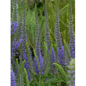 przetacznik długolistny (Veronica longifolia) - Świat bylin - sklep internetowy