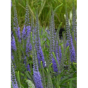 przetacznik długolistny (Veronica longifolia) - Świat bylin - sklep internetowy