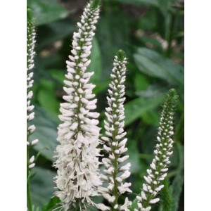 przetacznik długolistny (Veronica longifolia) Alba- Świat bylin - sklep internetowy
