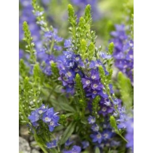 przetacznik rozesłany (Veronica prostrata) - Świat bylin - sklep internetowy