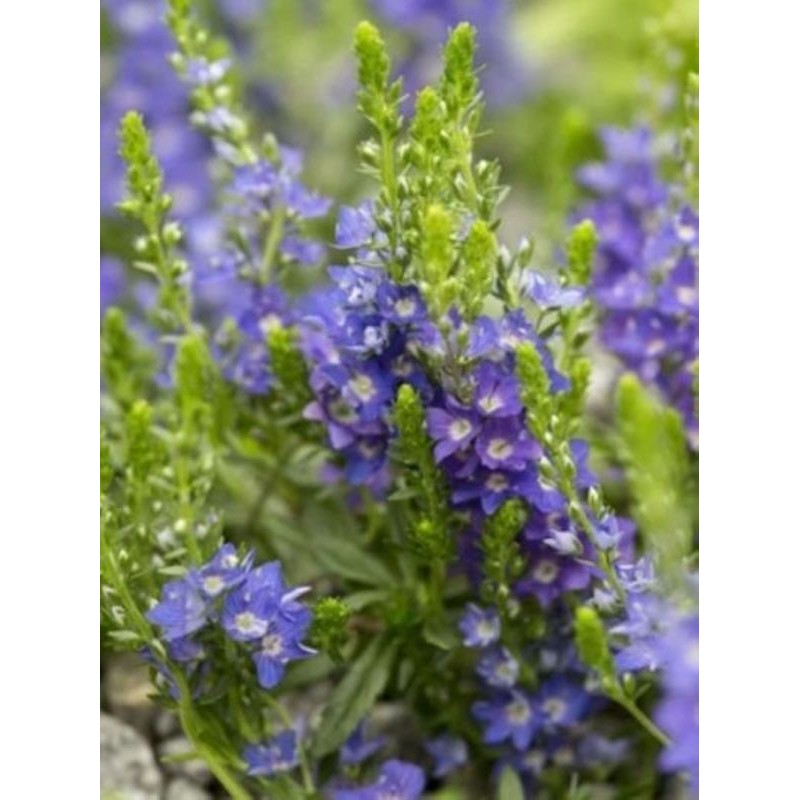 przetacznik rozesłany (Veronica prostrata) - Świat bylin - sklep internetowy