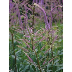 przetacznikowiec wirginijski (Veronicastrum virginicum) Caeruleum- Świat bylin - sklep internetowy