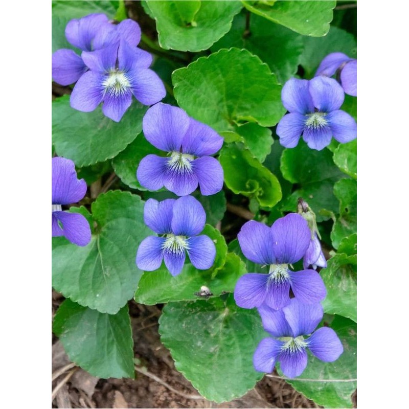 fiołek motylkowaty (Viola sororia) - Świat bylin - sklep internetowy