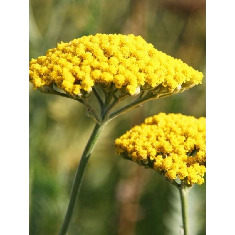 krwawnik wiazówkowaty (Achillea filipendulina) Coronation Gold- Świat bylin - sklep internetowy