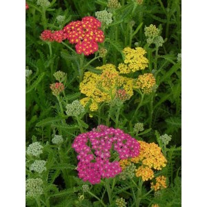 krwawnik pospolity (Achillea millefolium) Milly Rock Mixmasters® Dance- Świat bylin - sklep internetowy