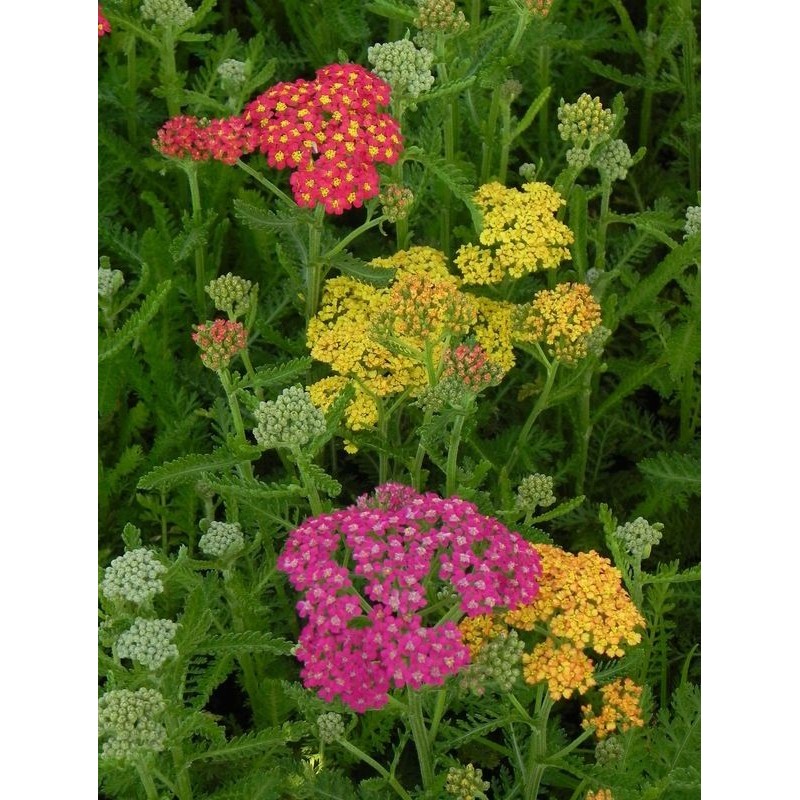 krwawnik pospolity (Achillea millefolium) Milly Rock Mixmasters® Dance- Świat bylin - sklep internetowy