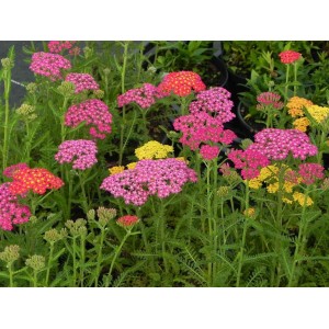 krwawnik pospolity (Achillea millefolium) Milly Rock Mixmasters® Dance- Świat bylin - sklep internetowy